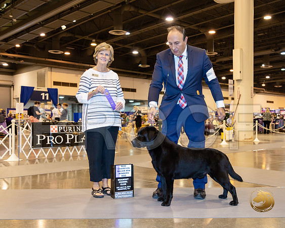 Labrador Retriever #15 Sat WD Maj Judge Maureen Day__ST_6656-Hstn2019-HR3