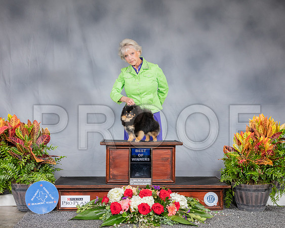 Pomeranian #? Sat Rister RESHOOT_SSR_4268_Hstn2019_HR3