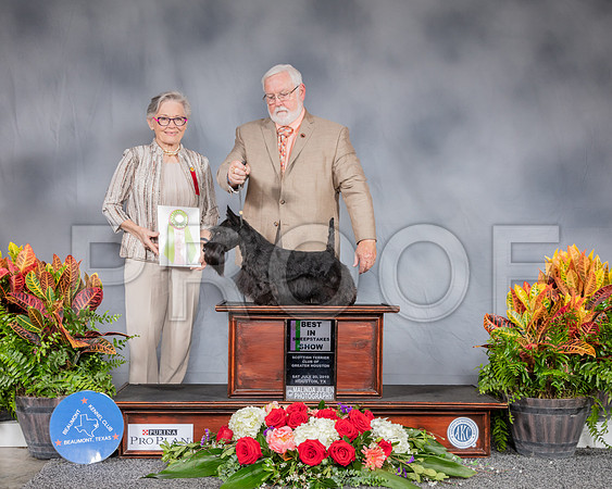 Scottish Terrier #10 Sat BISweeps Judge Judi Hartell_SSR_4419_Hstn2019_HR3
