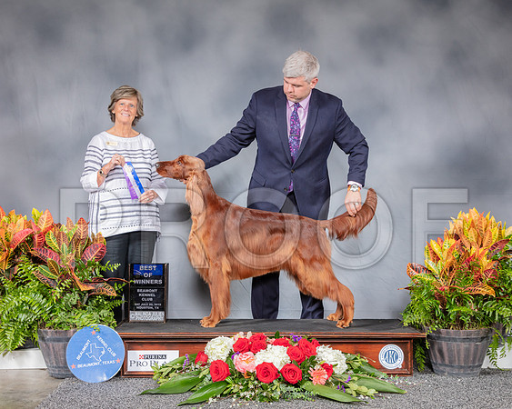Irish Setter #14 Say BOW Judge Maureen Day_SSR_4525_Hstn2019_HR3