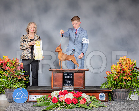 Miniature Pinscher #9 Sat G3 Judge Helen Stein_SSR_4640_Hstn2019_HR3