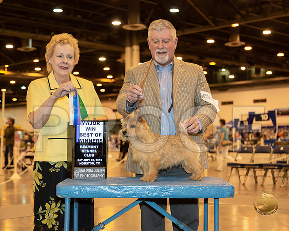 Norwich Terrier #10 Sat BOW MAJ Judge Alane Gomez__ST_6693-Hstn2019-HR3