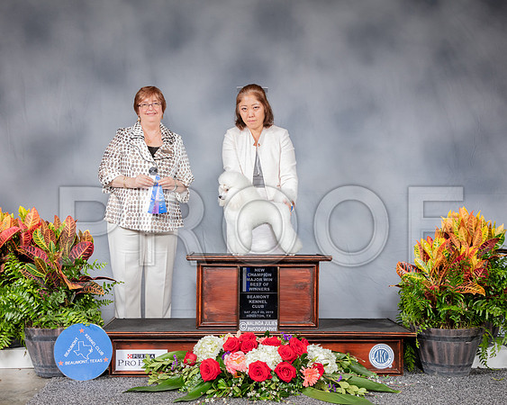 Poodle Toy #27 Sat BOW NC MAJ Judge Cindy Stansell_SSR_4753_Hstn2019_HR3