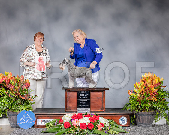 Schnauzer Miniature #12 Sat BBE G1 Judge Cindy Stansell_SSR_4602_Hstn2019_HR3