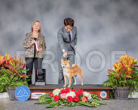 Shiba #6 Sat BOS NGC Judge Helen Stein_SSR_4642_Hstn2019_HR3