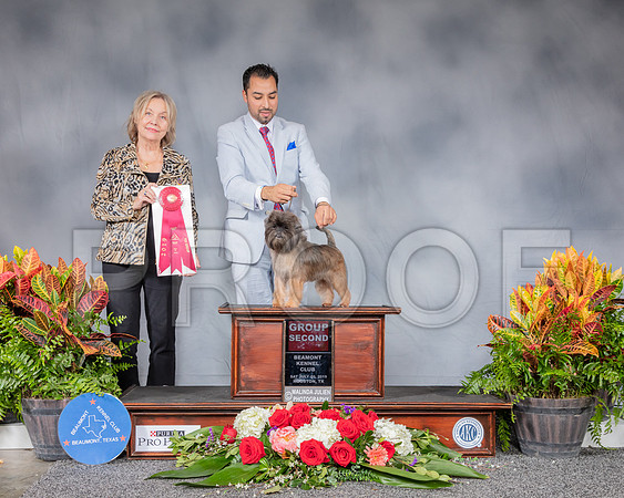 Affenpinscher #5 Sat G2 Judge Helen Stein_SSR_4651_Hstn2019_HR3