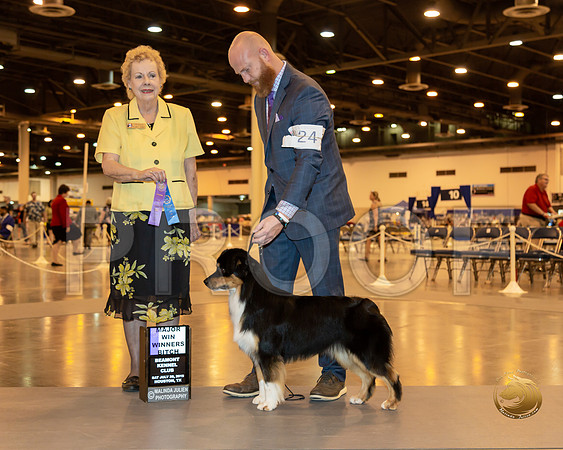 Australian Shepherd #24 Sat WB MAJ Judge Alane Gomez__ST_6689-Hstn2019-HR3