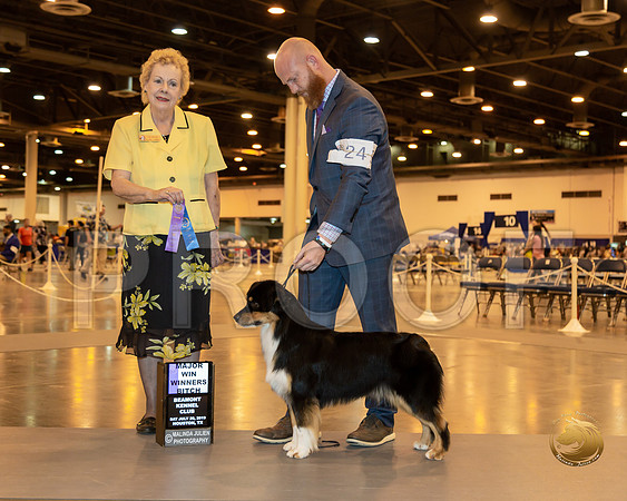 Australian Shepherd #24 Sat WB MAJ Judge Alane Gomez__ST_6690-Hstn2019-HR3