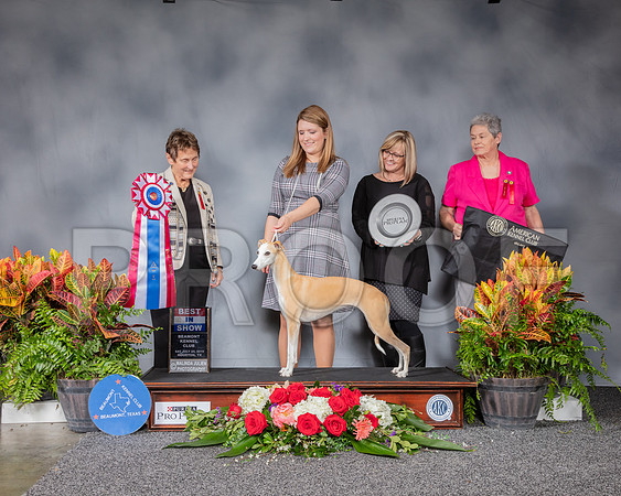 Whippet #32 Sat BIS Judge Rita Biddle_SSR_4795_Hstn2019_HR3