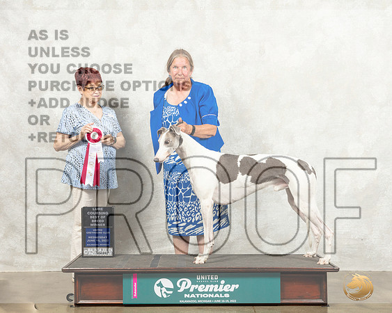 Greyhound #104 Wed Judge Marian Campbell_MMJ_6791_Premier_2022_HR3
