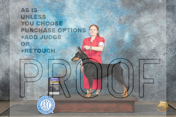 Doberman Pinscher #6 Sat BOB Judge Debra Thornton__JP_3581_Lubbock_2024_HR3