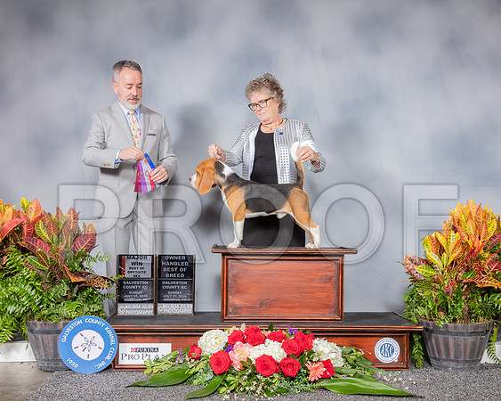 Beagle 15 #15 Sun WD BOS OH 1st MAJ Judge Jim Owens_SSR_4948_Hstn2019_HR3