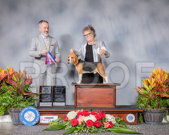 Beagle 15 #15 Sun WD BOS OH 1st MAJ Judge Jim Owens_SSR_4950_Hstn2019_HR3
