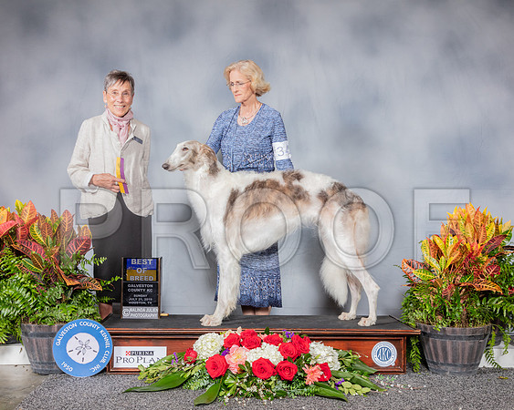 Borzoi #34 Sun BOB Judge Gay Dunlap_SSR_4890_Hstn2019_HR3