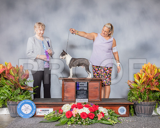 Boston Terrier #39 Sun WD MAJ Judge Ruth Rohrbach_SSR_4868_Hstn2019_HR3