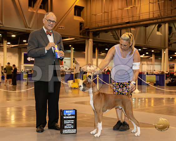 Boxer #5 Sun BOW Judge Luis Sosa__ST_6701-Hstn2019-HR3