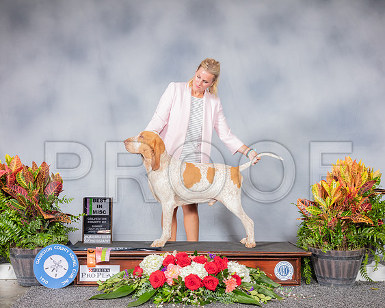 Bracchi Italiano #65 Sun BIMisc Judge Jan Gladstone_SSR_4825_Hstn2019_HR3