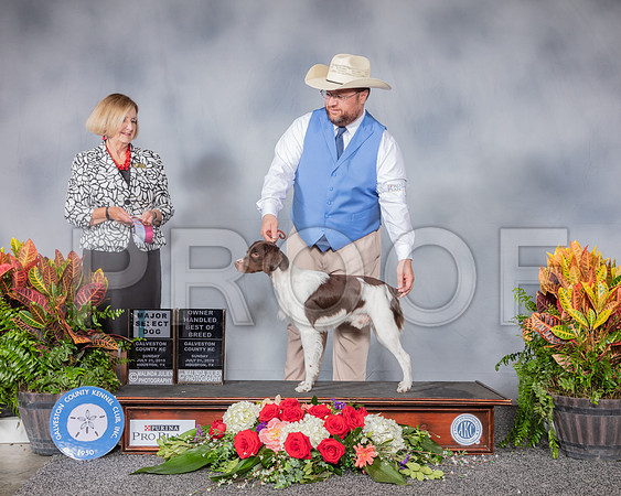 Brittany #15 Sun WD OH MAJ Judge Linda Flynn_SSR_5011_Hstn2019_HR3