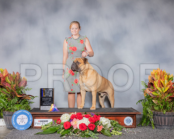 Bull Mastiff #5 Sun BOV BOB NC Judge Luis Sosa_SSR_4974_Hstn2019_HR3