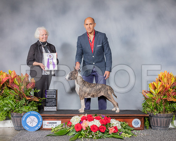 Bull Terrier Colored #10 Sun RWB Judge Carolyn Alexander_SSR_4905_Hstn2019_HR3
