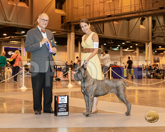Cane Corso #12 Sun BOS Judge Luis Sosa__ST_6750-Hstn2019-HR3