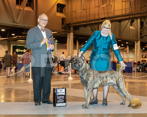 Cane Corso #7 Sun BOB Maj Judge Luis Sosa__ST_6744-Hstn2019-HR3