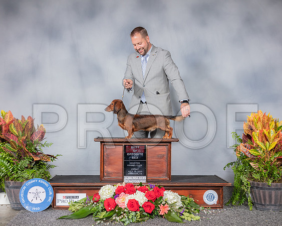 Dachshund Long Haired #19 Fri WD Judge Rosalind Kramer RESHOOT_SSR_5049_Hstn2019_HR3