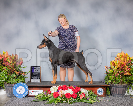 Doberman Pinscher #15 Sat WD Judge Jimmy Moses_SSR_4873_Hstn2019_HR3