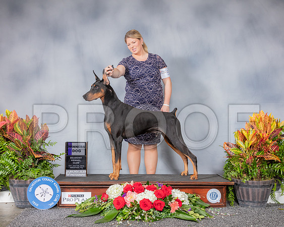 Doberman Pinscher #15 Sat WD Judge Jimmy Moses_SSR_4872_Hstn2019_HR3
