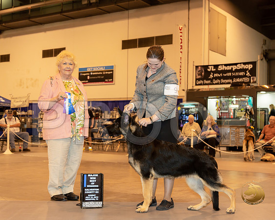 German Shepherd Dog #9 Sun BOW Maj Judge Carol Moser__ST_6714-Hstn2019-HR3
