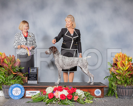 German Shorthaired Pointer #6 Sun BOB Judge Linda Flynn_SSR_4983_Hstn2019_HR3
