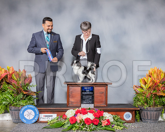 Japanese Chin #7 Sun BOW Judge Joao Machado_SSR_4917_Hstn2019_HR3