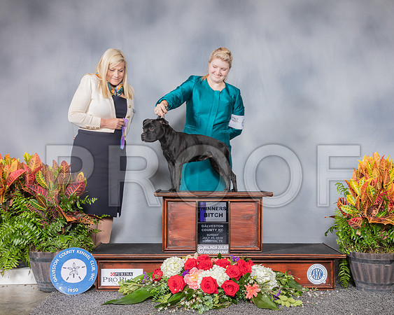 Miniature Bull Terrier #6 Sun WB Judge Jan Gladstone_SSR_5059_Hstn2019_HR3
