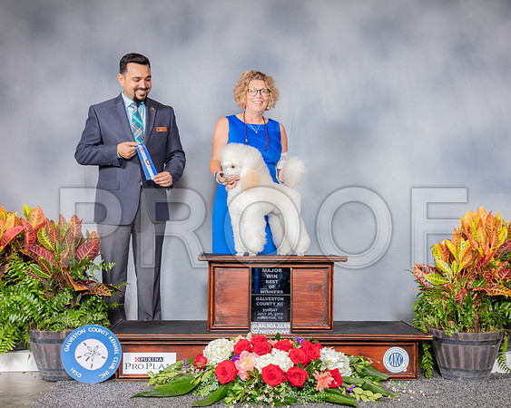 Poodle Miniature #16 Sun BOW MAJ Judge Joao Machado_SSR_4922_Hstn2019_HR3