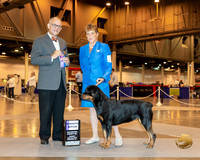 Rottweiler #10 Sun WB Maj Judge Luis Sosa