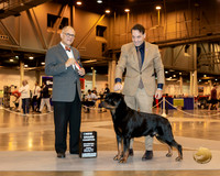 Rottweiler #17 Sun BOS NGrCh Judge Luis Sosa