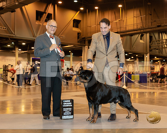 Rottweiler #17 Sun BOS NGrCh Judge Luis Sosa__ST_6728-Hstn2019-HR3