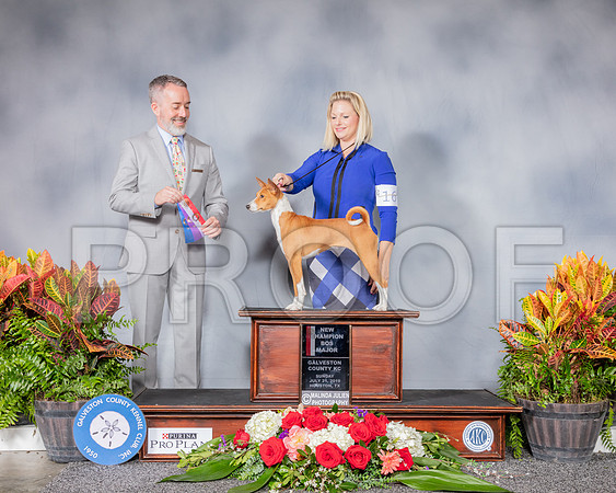 Basenji #16 Sun BOS Judge Jim Owens_SSR_4942_Hstn2019_HR3