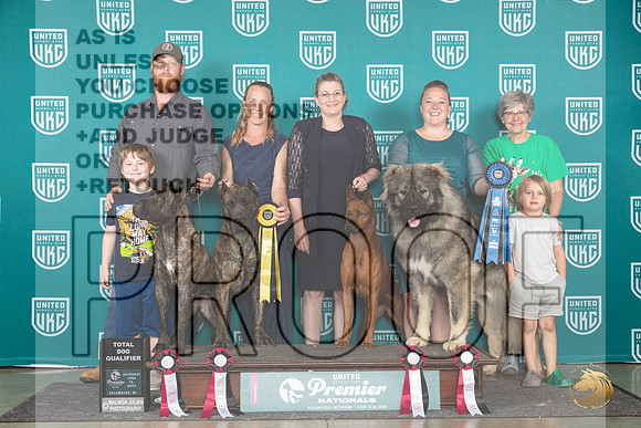 Cane Corso Thai Ridgeback Ovcharka Group TD Sat__JP_2761_Premier_2024_HR3