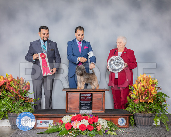 Affenpinscher #? Sun G2 Judge Joao Machado_SSR_5386_Hstn2019_HR3
