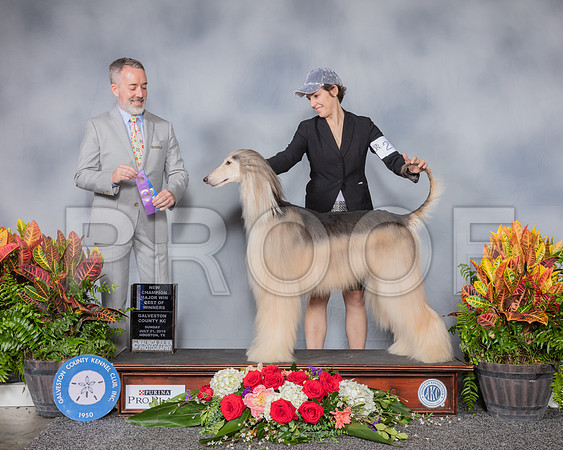 Afghan Hound #23 Sun WD NC MAJ Judge Jim Owens_SSR_5203_Hstn2019_HR3