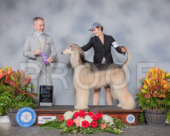 Afghan Hound #23 Sun WD NC MAJ Judge Jim Owens_SSR_5200_Hstn2019_HR3