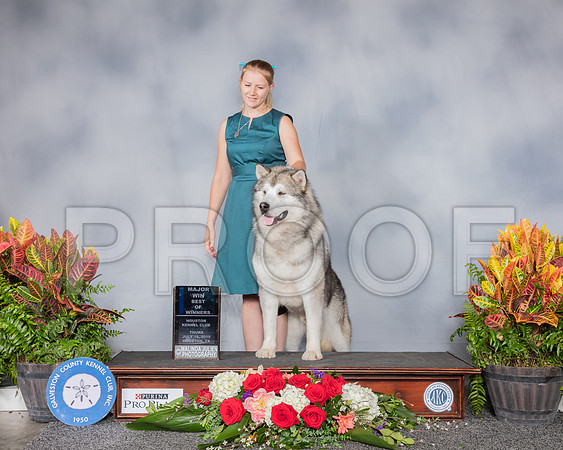 Alaskan Malamute #25 Thurs BOW MAJ RESHOOT_SSR_5208_Hstn2019_HR3