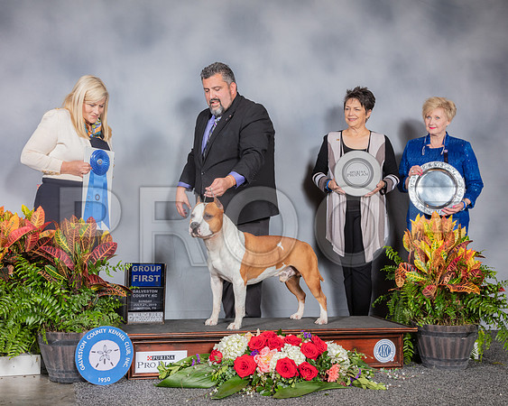 American Staffordshire Terrier #7 Sun G1 Judge Jan Gladstone_SSR_5247_Hstn2019_HR3