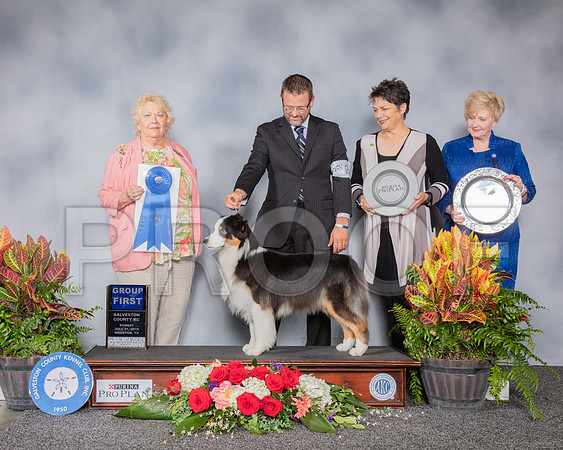 Australian Shepherd #26 Sun G1 Judge Carol White Moser_SSR_5462_Hstn2019_HR3