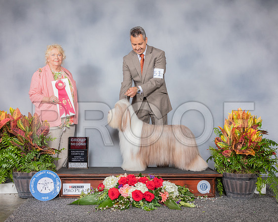 Bearded Collie #51 Sun G2 Judge Carol White Moser_SSR_5415_Hstn2019_HR3