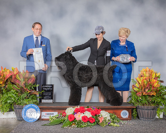 Black Russian Terrier #6 Sun G4 Judge Eric Ringle_SSR_5378_Hstn2019_HR3