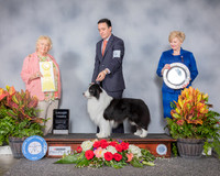Border Collie #9 Sun G3 Judge Carol White Moser