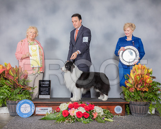 Border Collie #9 Sun G3 Judge Carol White Moser_SSR_5422_Hstn2019_HR3