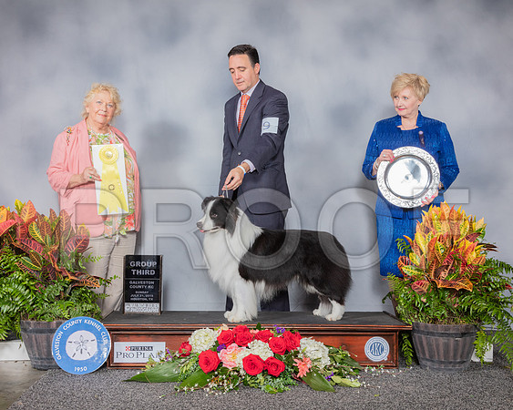 Border Collie #9 Sun G3 Judge Carol White Moser_SSR_5423_Hstn2019_HR3